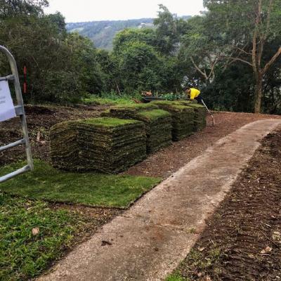 20190621 075651 Leo Phelan Arborcare Qld2